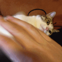 2fd9f16cedeb43bf35a05e1fc107898d_1791173271_2304.gif