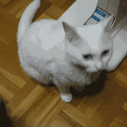 2fd9f16cedeb43bf35a05e1fc107898d_1791173321_0738.gif