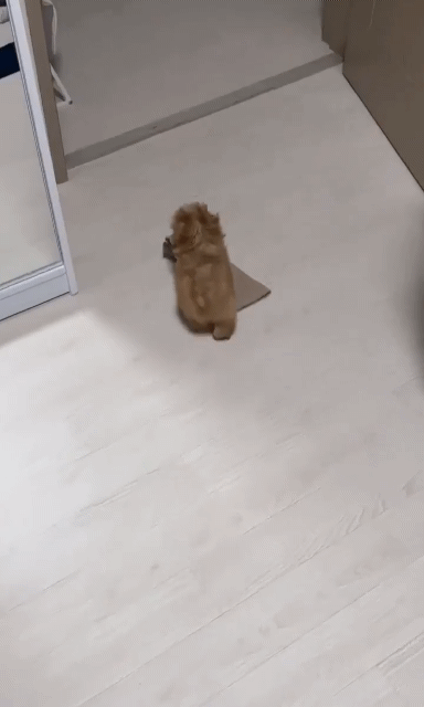 81e351780f3999bf55e326f3db98e093_1793252610_7004.gif