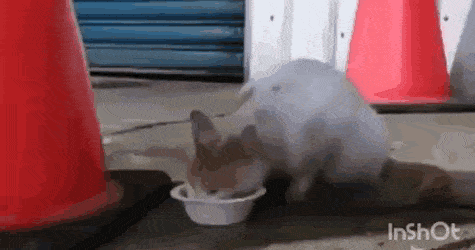 8e5549a9022cbc556263d86749915a89_1791768488_615.gif
