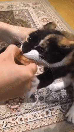 8e5549a9022cbc556263d86749915a89_1791768521_9439.gif