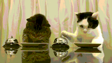 8e5549a9022cbc556263d86749915a89_1792136682_9547.gif