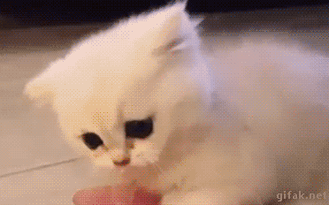 c371554f55057133f786831ff4f40d2f_1792818140_2849.gif