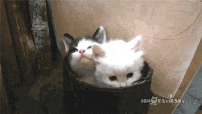 c371554f55057133f786831ff4f40d2f_1792818229_1409.gif