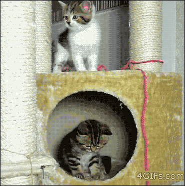 c371554f55057133f786831ff4f40d2f_1792818306_4872.gif
